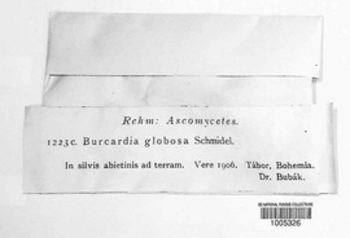 Sarcosoma image